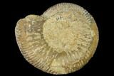Bathonian Ammonite (Procerites) Fossil - France #152761-1